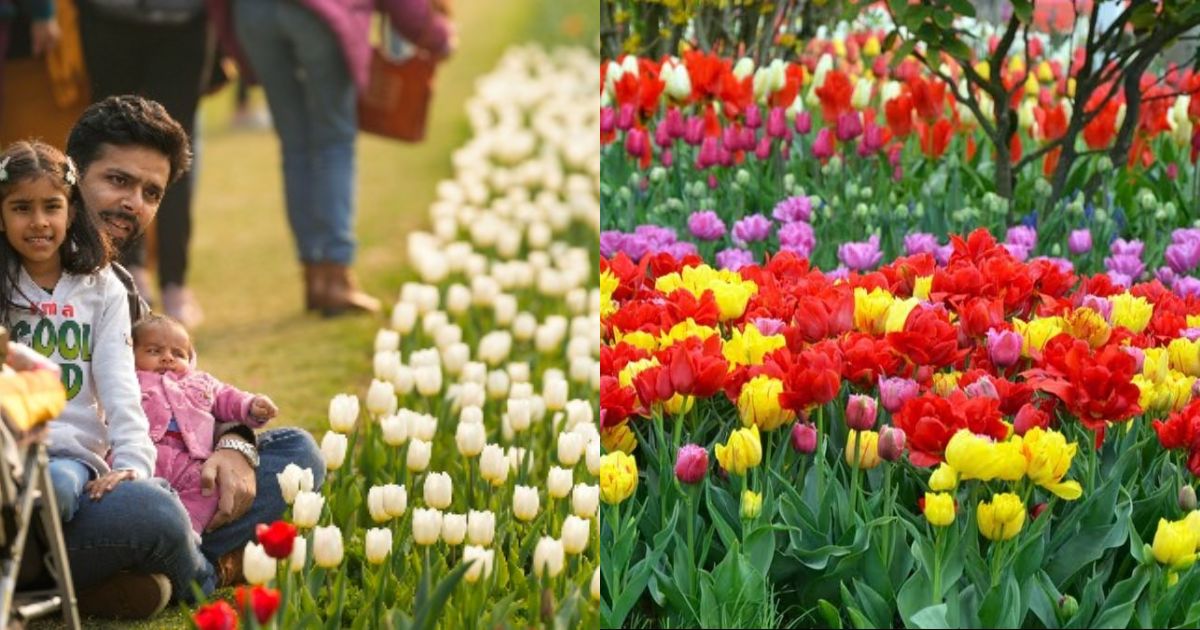 Know Where Tulip Festival Is Being Organized In Delhi