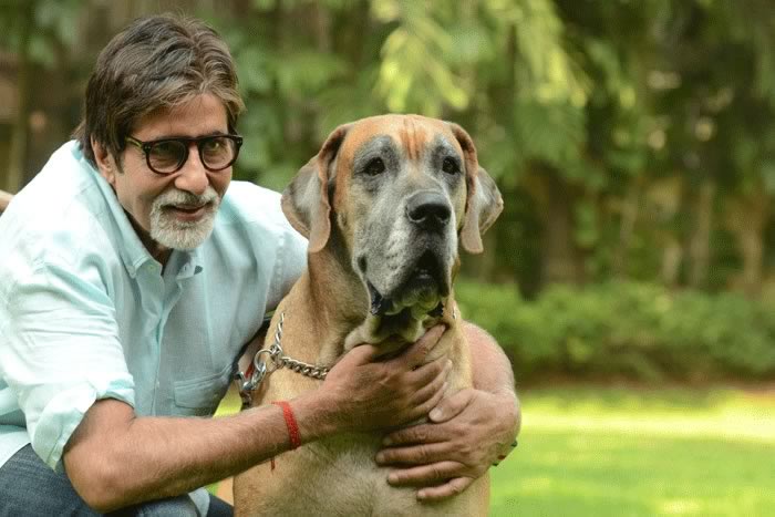 पेट लवर्स हैं बॉलीवुड के ये फेमस सितारे, लिस्ट में सलमान खान से लेकर प्रियंका चोपड़ा तक का नाम है शामिल
