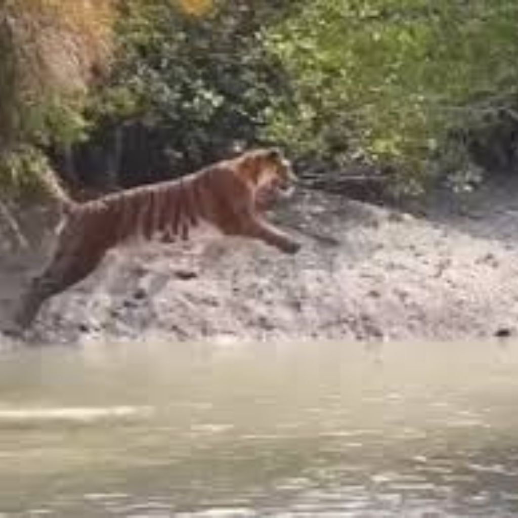 Sunderbans Tiger