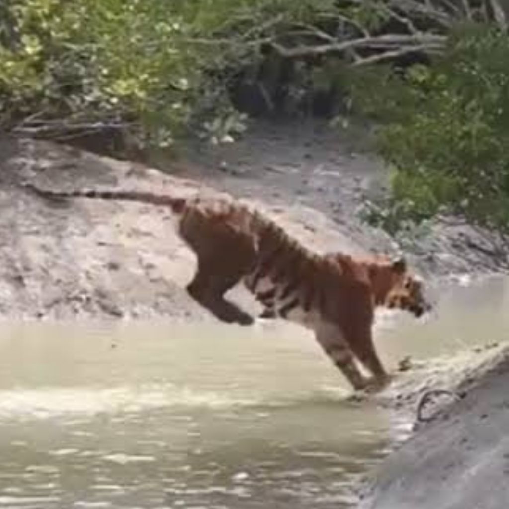 Sunderbans Tiger Jumped High To Cross The River, Video Went Viral