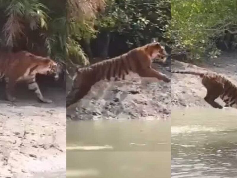 Video: नदी पार करने के लिए बाघ ने लगाई 12 फीट ऊंची छलांग, देखकर आंखों पर नहीं होगा यकीन