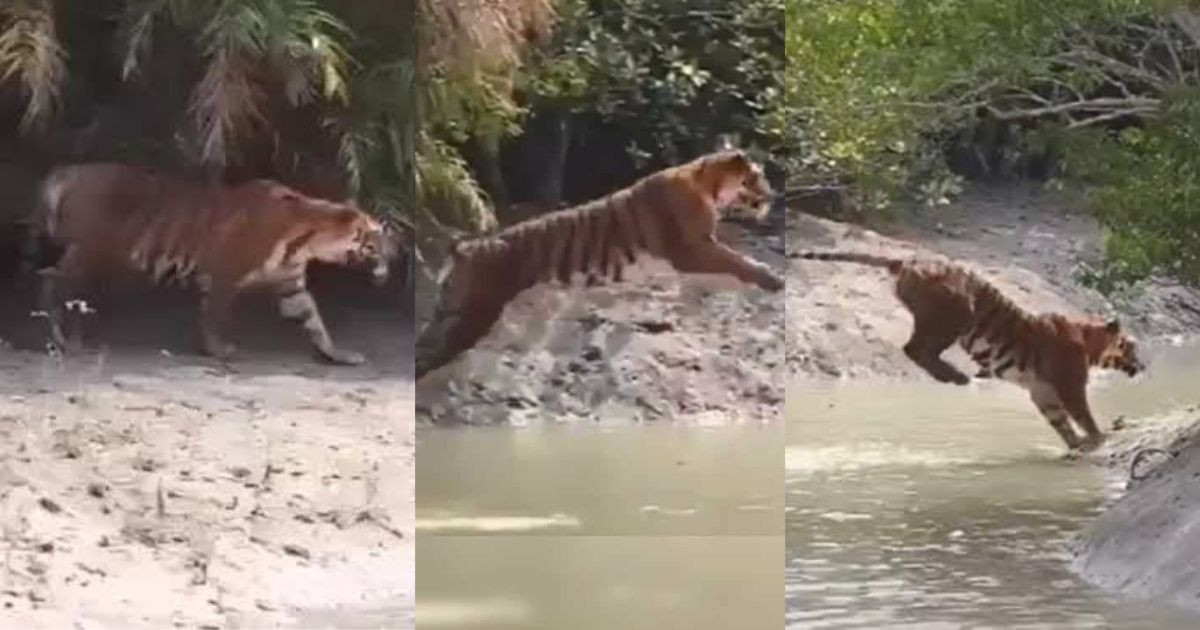 Video: नदी पार करने के लिए बाघ ने लगाई 12 फीट ऊंची छलांग, देखकर आंखों पर नहीं होगा यकीन