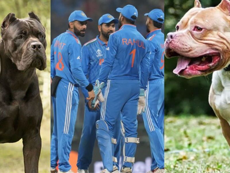 This Cricketer Is Fond Of Keeping The 5 Dogs Which Were Banned By The Government Of India.