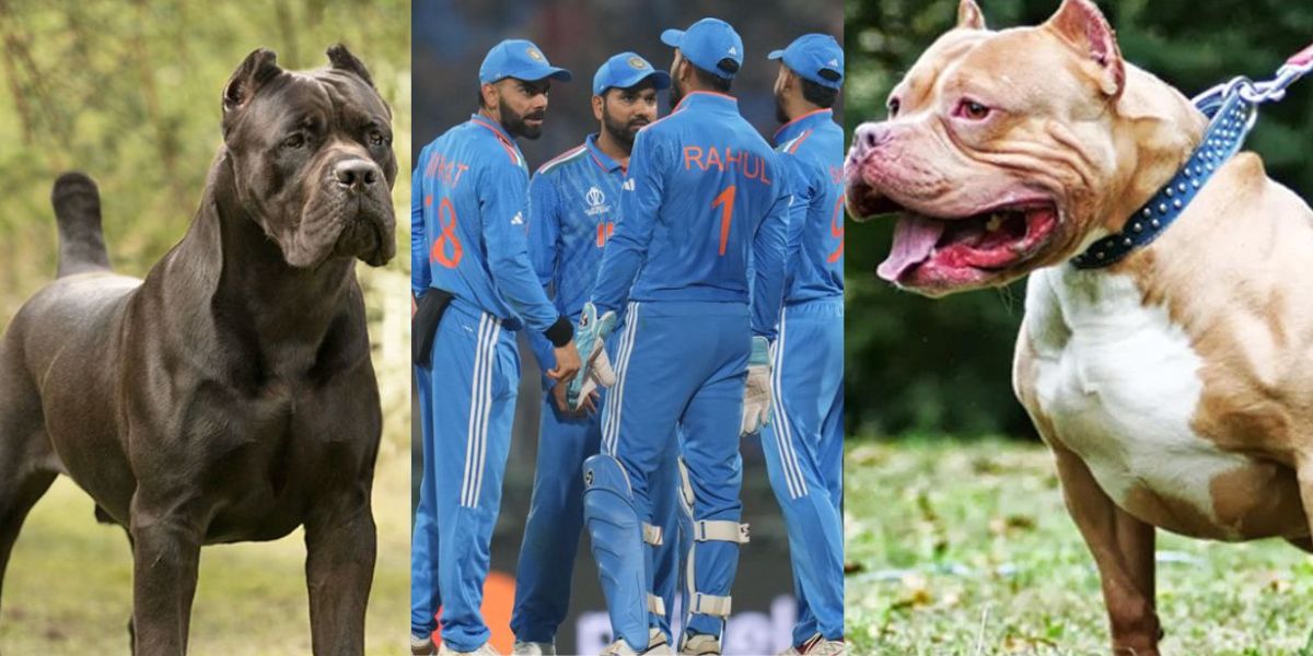 This Cricketer Is Fond Of Keeping The 5 Dogs Which Were Banned By The Government Of India.
