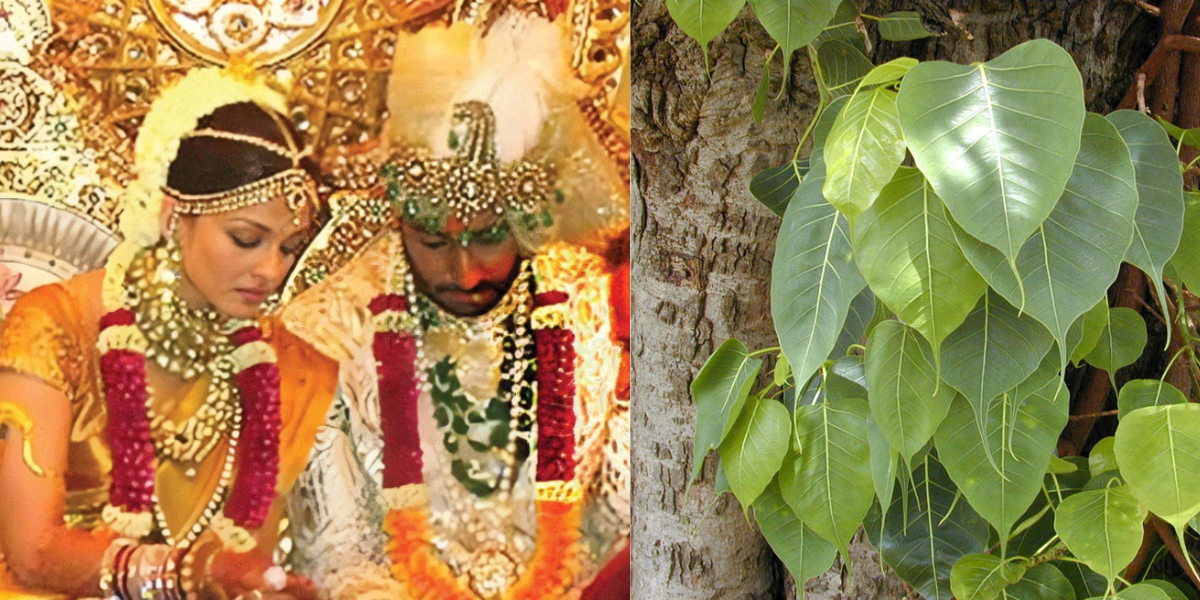 Before-Abhishek-Bachchan-Aishwarya-Rai-Had-To-Marry-A-Tree-After-Years-The-Secret-Was-Revealed