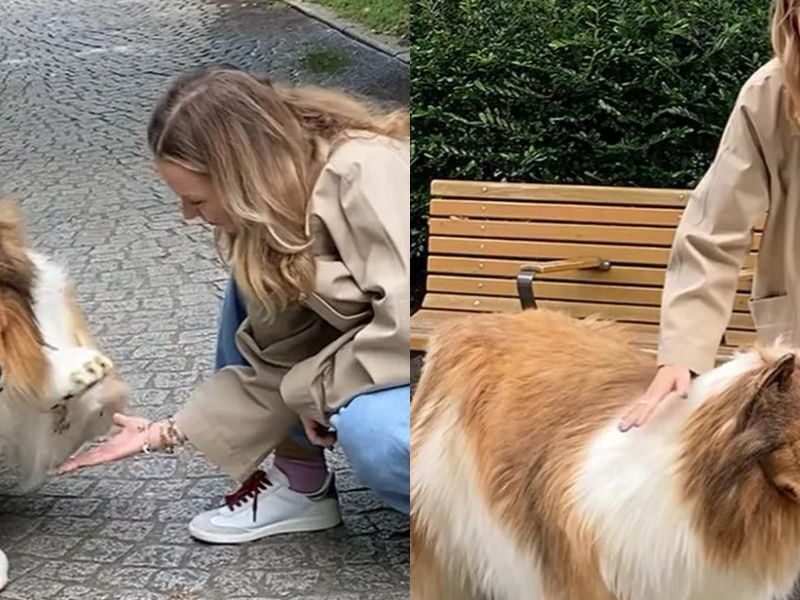 Man-Turned-Himself-Into-Dog-By Spending 12 Lakh Rupees, Now Wants To Become A Wolf