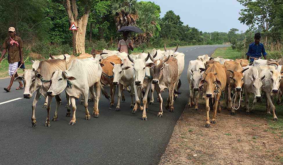 Dead Body Of 50 Cows