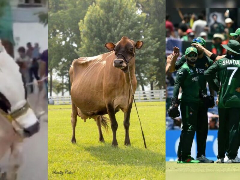 During The T20 World Cup 2024, This Legendary Player Of Pakistan Sacrificed A Bull Worth Crores Of Rupees.