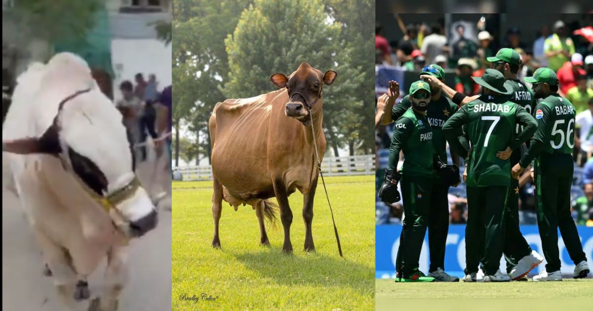 During The T20 World Cup 2024, This Legendary Player Of Pakistan Sacrificed A Bull Worth Crores Of Rupees.