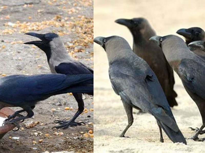 Bad-News-For-Indians-Government-Plans-To-Kill-10-Lakh-Indian-Crows-Know-The-Reason