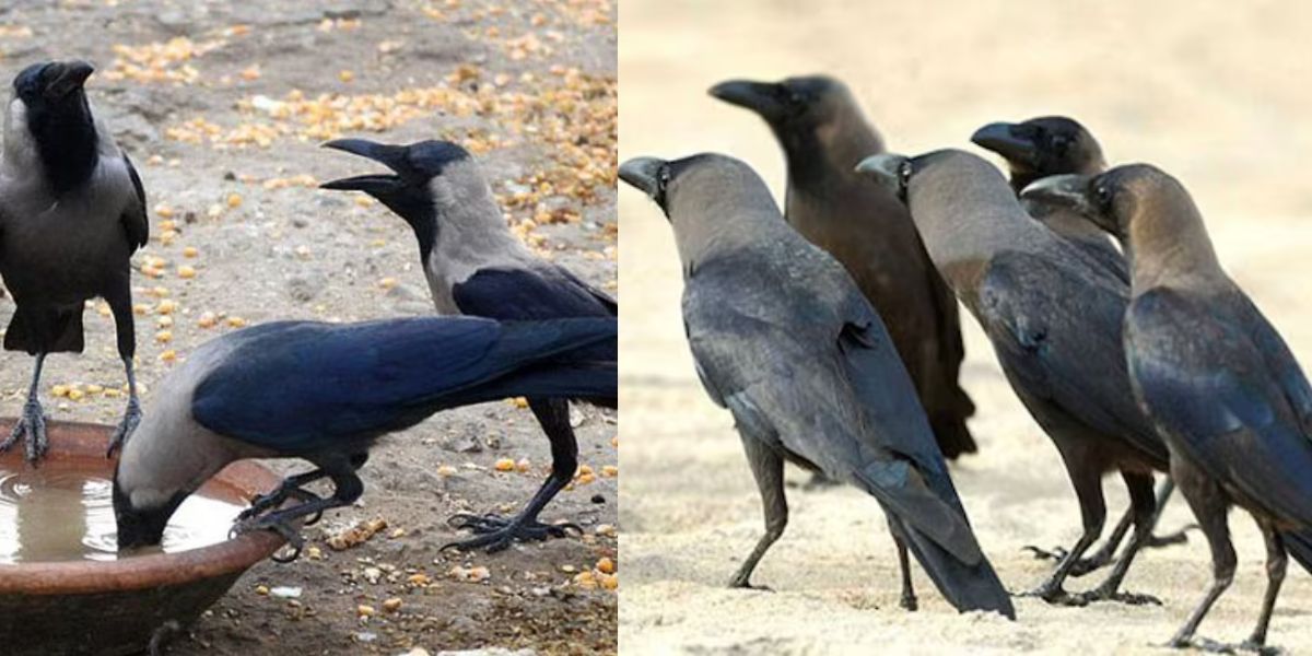 Bad-News-For-Indians-Government-Plans-To-Kill-10-Lakh-Indian-Crows-Know-The-Reason