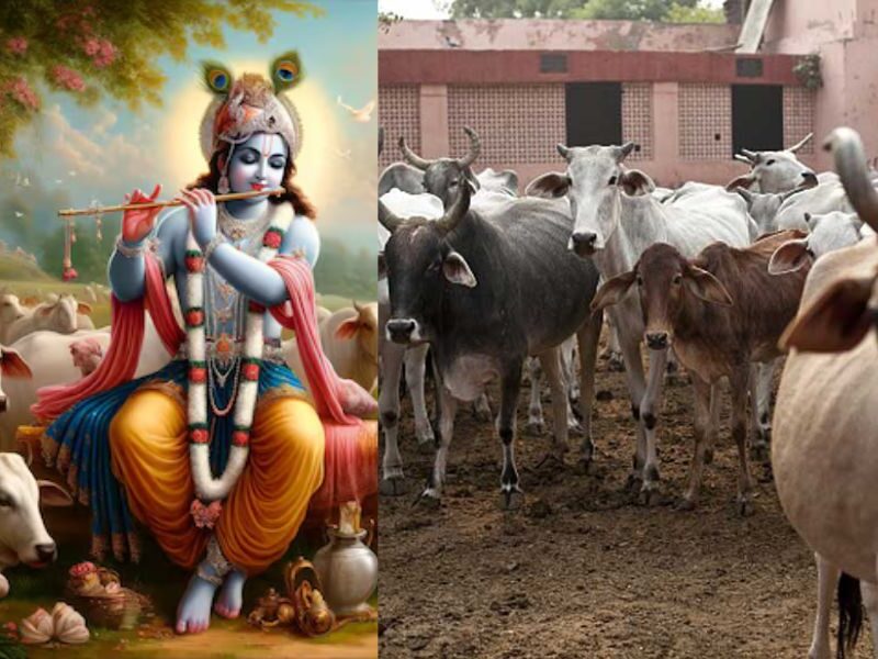 Cows-Were-Brutally-Killed-In-Madhya-Pradesh-Dead-Body-Of-50-Cows-Recovered