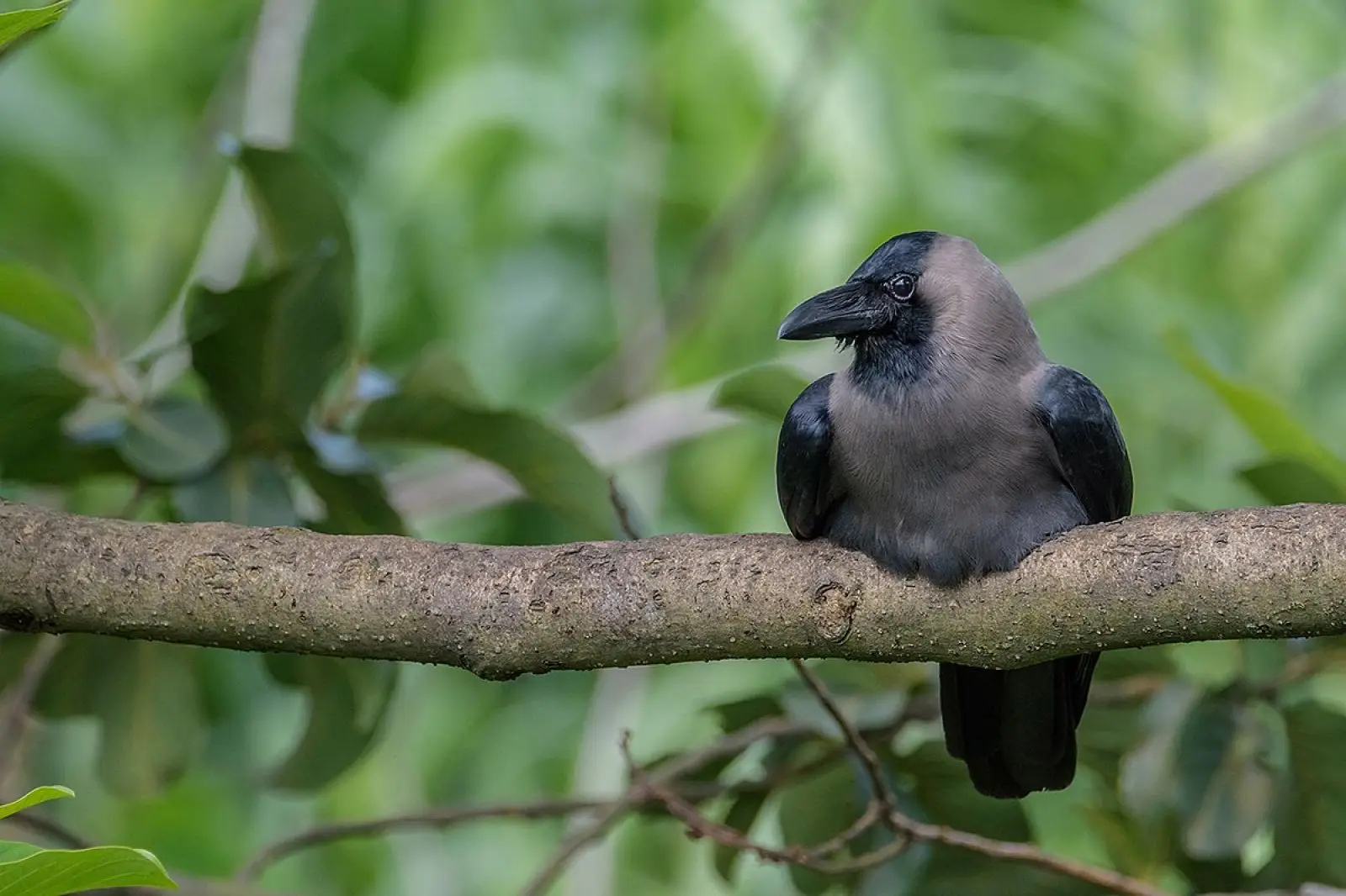 Indian Crows