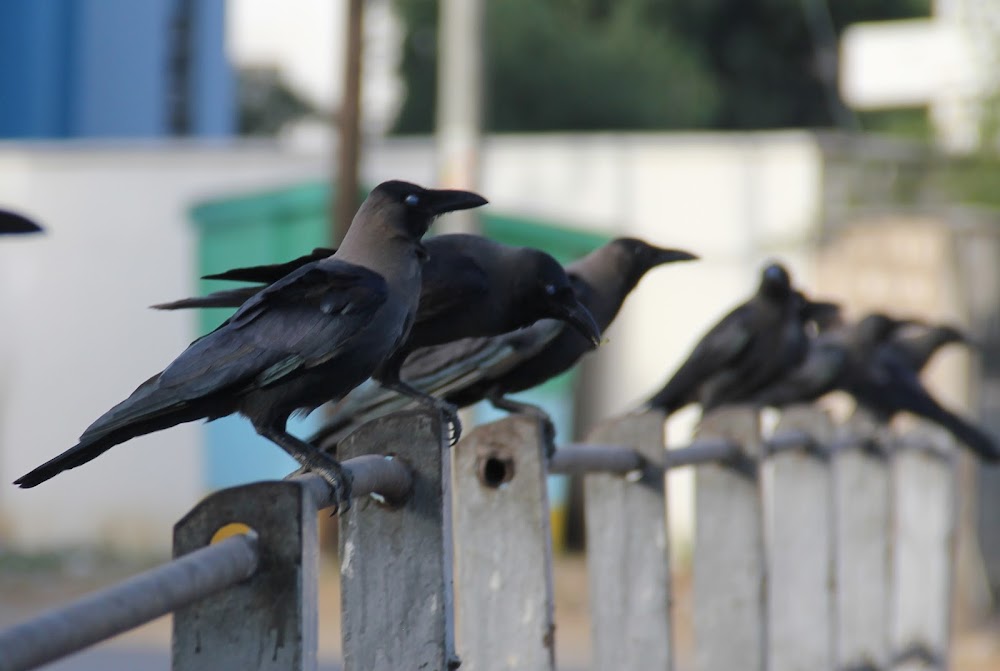 Indian Crows