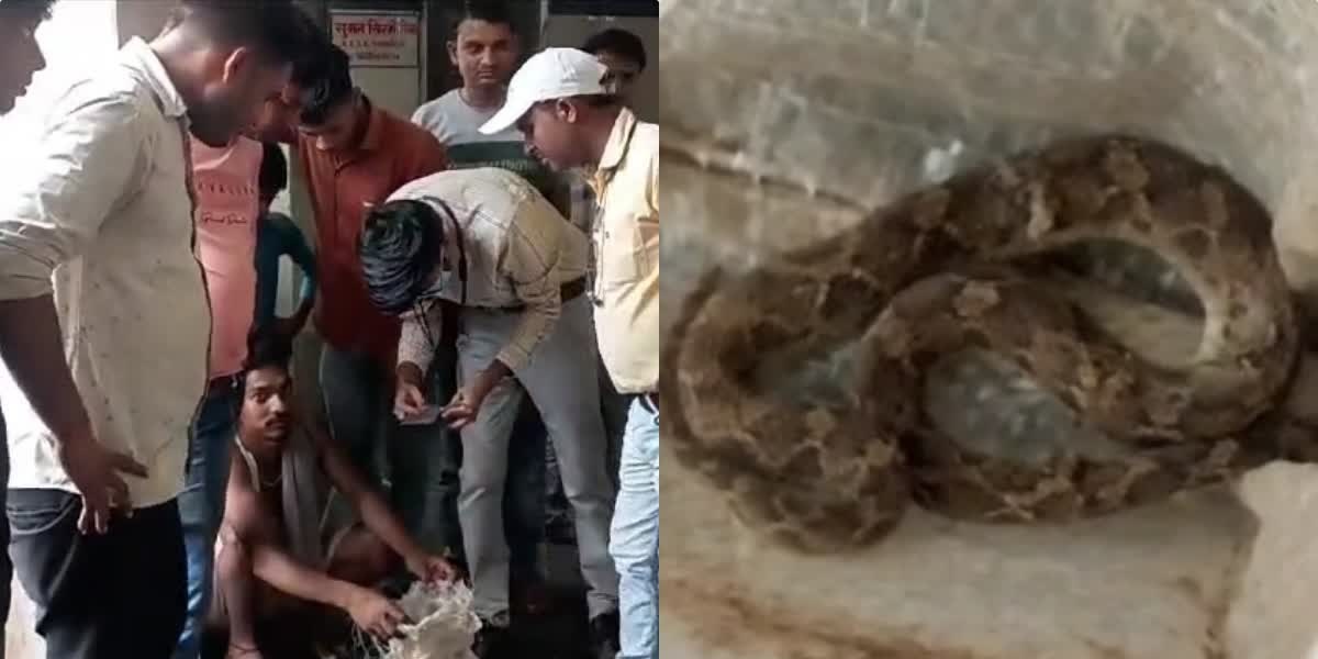 Man-Bites-Snake-In-Bihar-And-Snake-Died