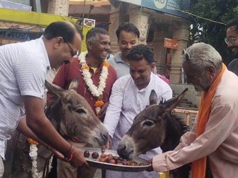 Donkey-Welcome-And-Feed-Gulabjamun-In-Mandsaur