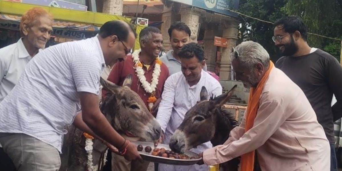 Donkey-Welcome-And-Feed-Gulabjamun-In-Mandsaur