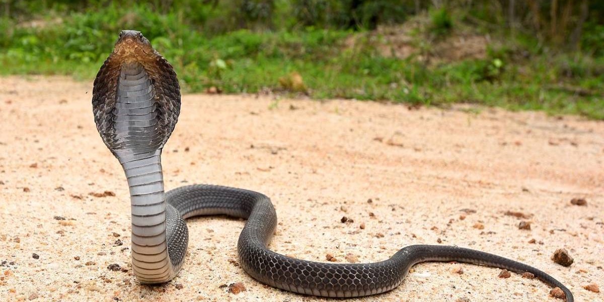 Man Bites Snake