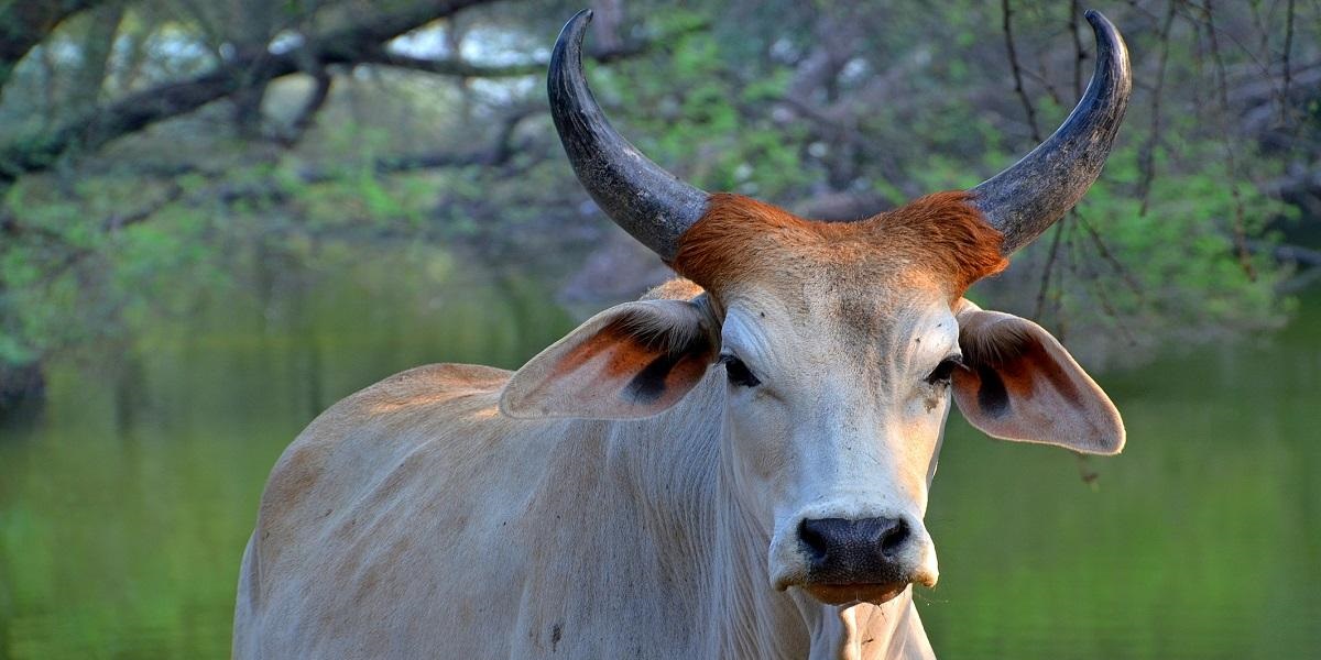 Pregnant Cow Murder