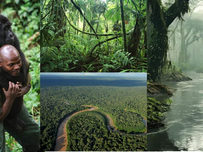 Congo-Rainforest-World-Second-Largest-Forest