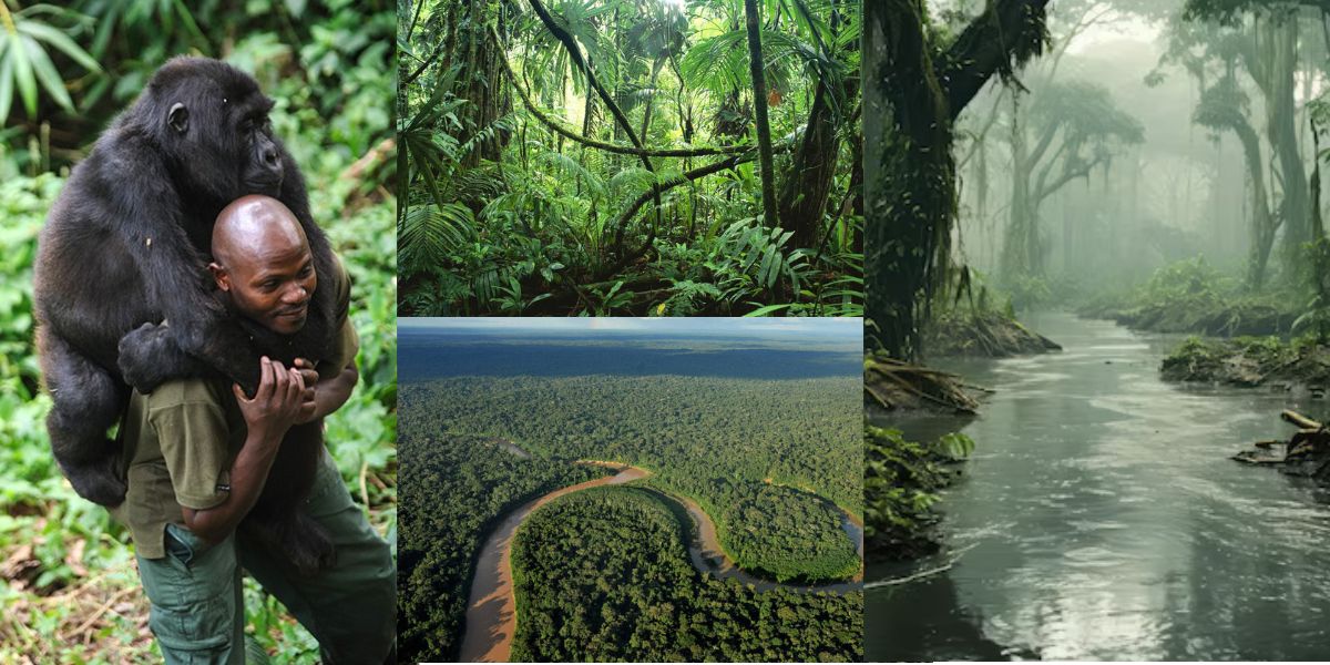 Congo-Rainforest-World-Second-Largest-Forest