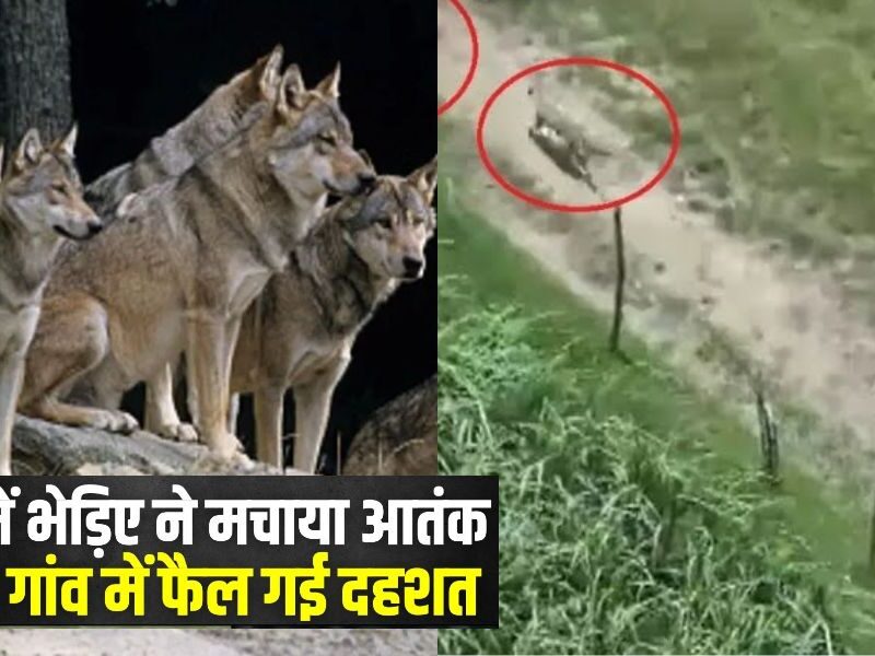 Terror Of Man-Eating Wolves In Bahraich, Children To Old People Became Victims