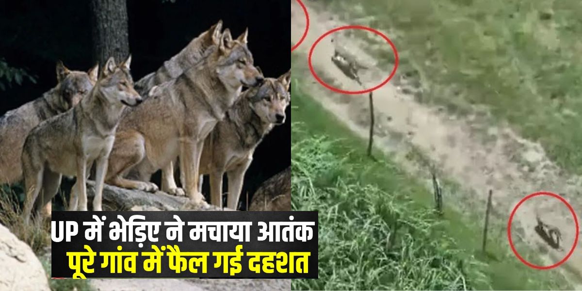 Terror Of Man-Eating Wolves In Bahraich, Children To Old People Became Victims