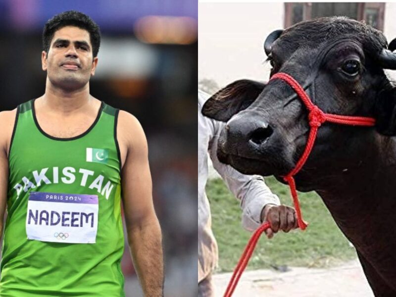 अरशद का पाकिस्तान पहुंचने पर हुआ अनोखा स्वागत, गोल्ड जीतने के बाद गिफ्ट में मिली भैंस, वजह जानकार चकरा जाएगा दिमाग
