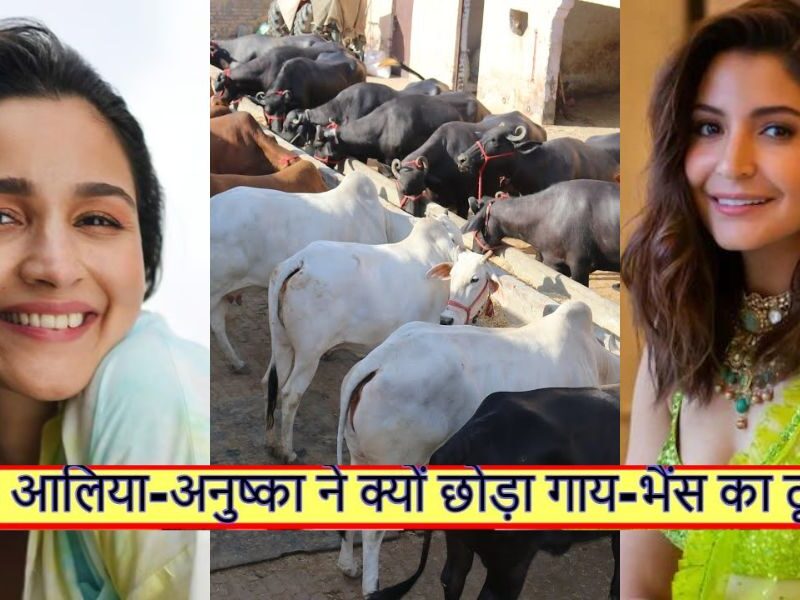 Alia-Bhatt-These-Bollywood-Stars-Have-Given-Up-Cow-Buffalo-Milk-They-Will-Hold-Their-Heads-After-Knowing-The-Reason