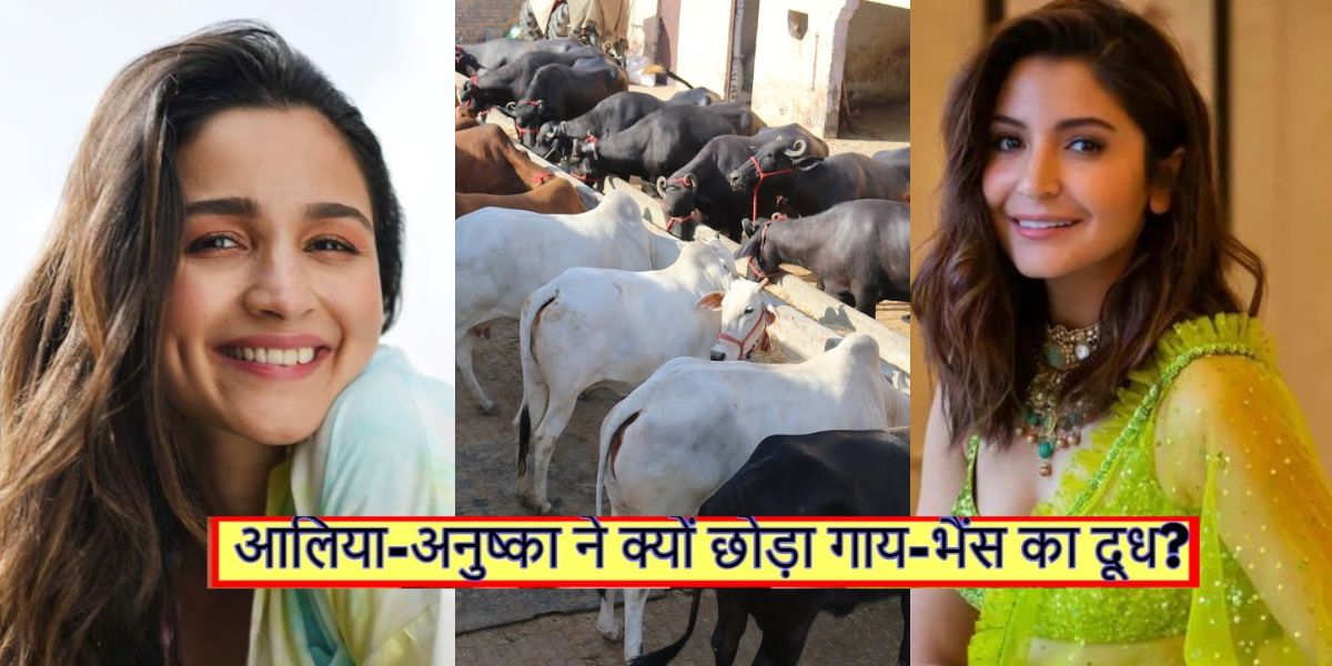 Alia-Bhatt-These-Bollywood-Stars-Have-Given-Up-Cow-Buffalo-Milk-They-Will-Hold-Their-Heads-After-Knowing-The-Reason