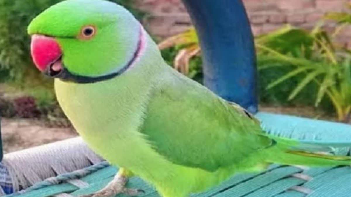 Parrot Missing