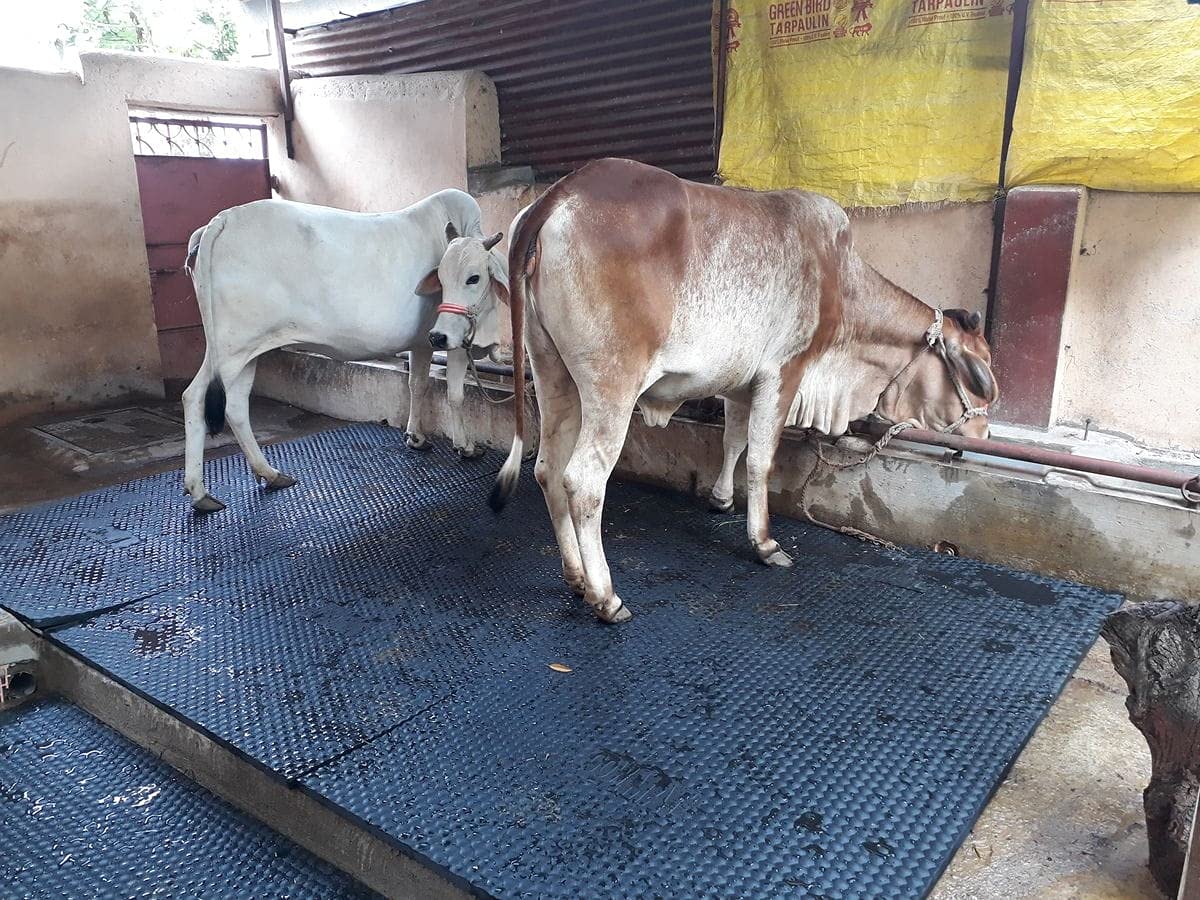 Punganur Cow