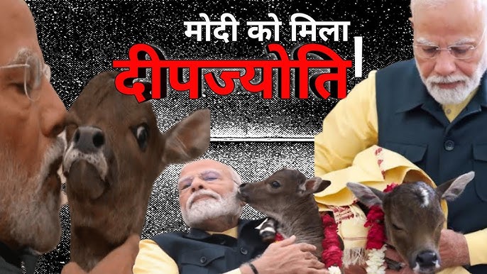 Narendra-Modi-Pet-Punganur-Cow-Unknown-Fact