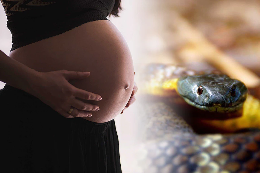 Snakes Never Bite Pregnant Women, You Will Be Shocked To Know The Reason 