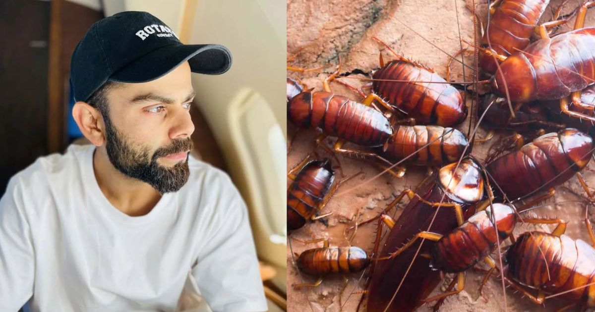 Was Virat Kohli Going To Eat Cockroach?