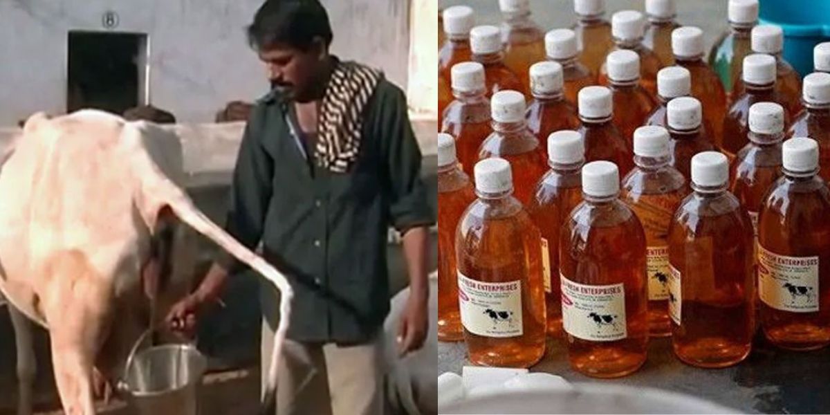 Cow Urine Becomes A Boon For Bhavesh Purohit, He Is Earning 70 Lakhs Annually