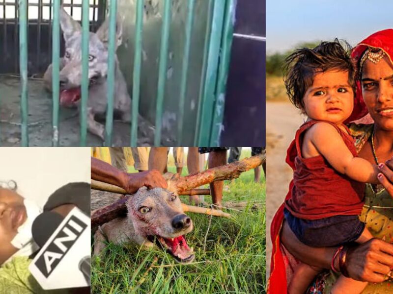 बहराइच में भेड़ियों से मच रहा हाहाकार, बीती रात महिला पर किया हमला, गुड़िया कि सूझबूझ से बच पाई मासूम कि जान