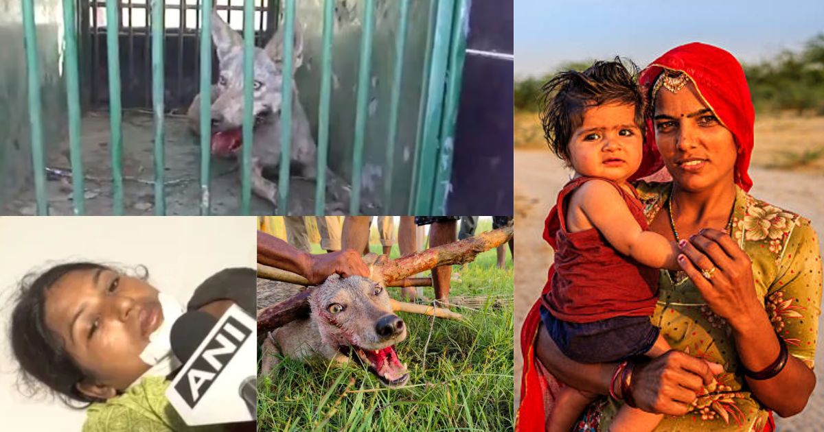बहराइच में भेड़ियों से मच रहा हाहाकार, बीती रात महिला पर किया हमला, गुड़िया कि सूझबूझ से बच पाई मासूम कि जान
