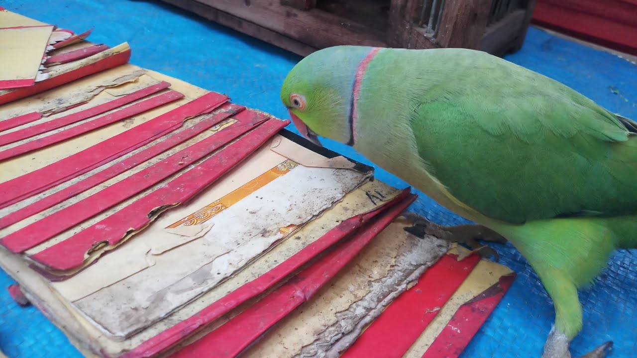 Parrot Missing
