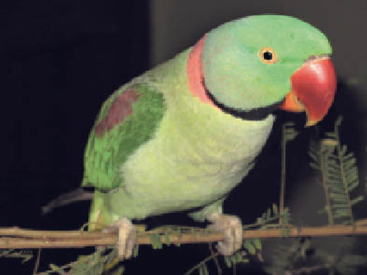 Parrot Missing