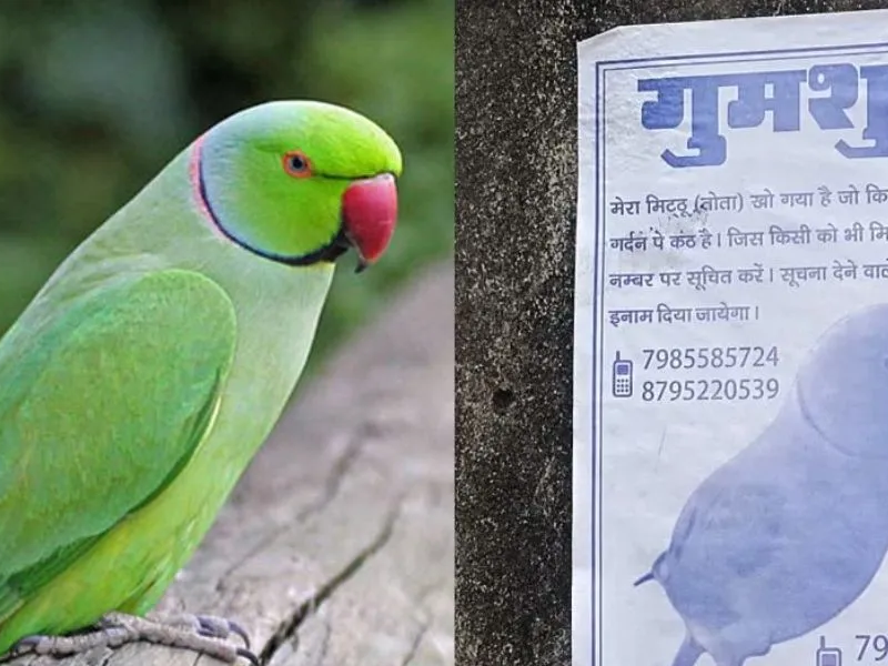 Parrot-Missing-In-Ayodhya-Who-Search-Get-Award