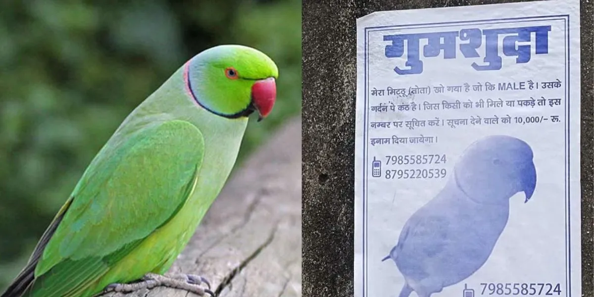 Parrot-Missing-In-Ayodhya-Who-Search-Get-Award