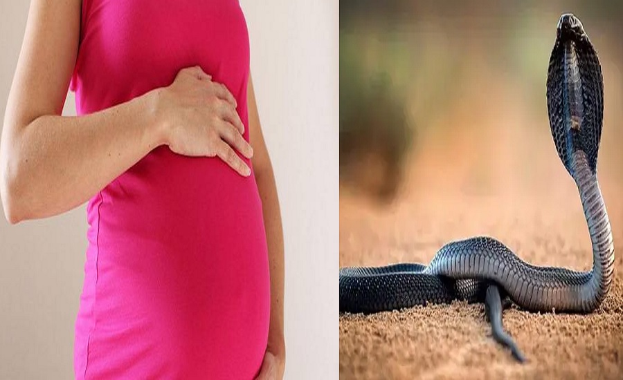 Snakes Never Bite Pregnant Women, You Will Be Shocked To Know The Reason