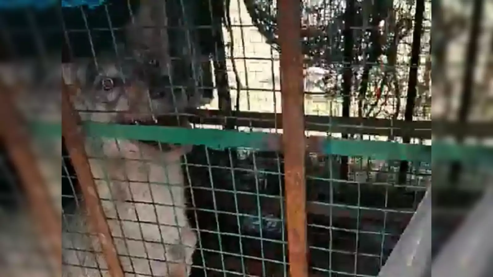 Wolf Attack