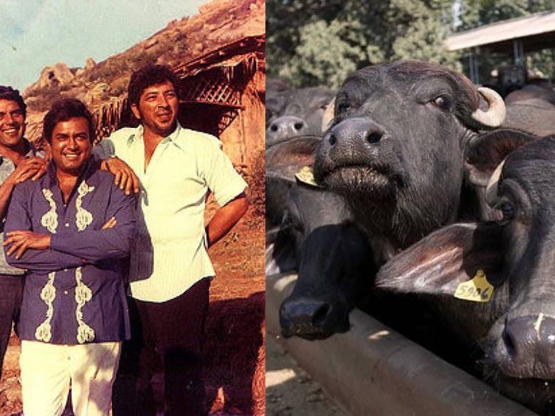 Amjad-Khan-This-Sholay-Actor-Had-Such-A-Craving-For-Tea-He-Tied-4-Buffaloes-On-The-Film-Set-Itself-Used-To-Drink-A-Cup-On-Every-Scene