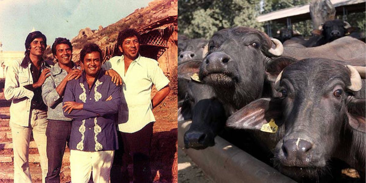 Amjad-Khan-This-Sholay-Actor-Had-Such-A-Craving-For-Tea-He-Tied-4-Buffaloes-On-The-Film-Set-Itself-Used-To-Drink-A-Cup-On-Every-Scene