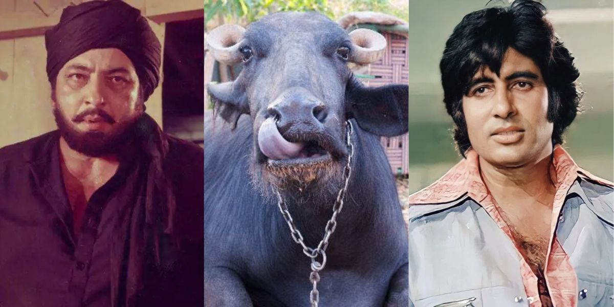 Amjad-Khan-Due-To-His-Addiction-To-Tea-Amitabhs-Best-Friend-Brought-A-Buffalo-To-The-Set