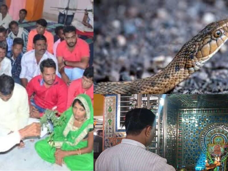 Snake Court