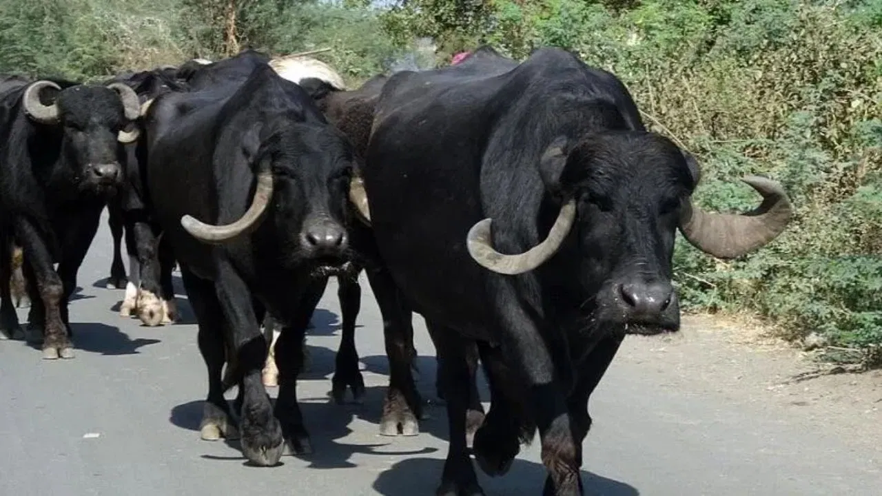 Jodhpur