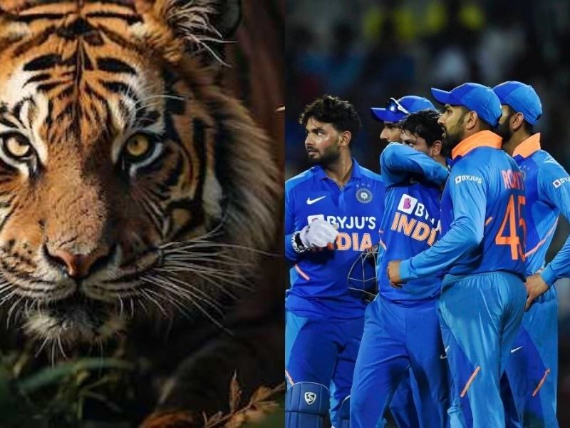 A Close Friend Of Team India Cricketer Died Due To Tiger Attack, Got 5 Lakh Compensation